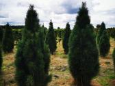 Pušis juodoji Green Tower (Pinus nigra) - nuotraukos Nr. 7