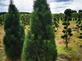 Pušis juodoji Green Tower (Pinus nigra) - nuotraukos Nr. 8