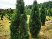 Pušis juodoji Green Tower (Pinus nigra) - nuotraukos Nr. 9