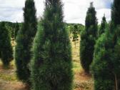 Pušis juodoji Green Tower (Pinus nigra) - nuotraukos Nr. 5