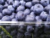 Lietuvoje užaugintos šilauogės 8 €/kg - nuotraukos Nr. 4