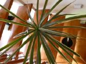 Dracena