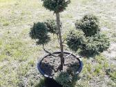 Pušies bonsai - nuotraukos Nr. 3