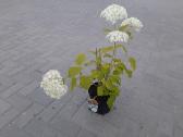 Pušies bonsai - nuotraukos Nr. 8