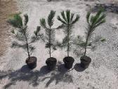 Pušies bonsai - nuotraukos Nr. 9