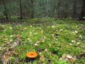 Riboženkliai ir mediniai kuoliukai - nuotraukos Nr. 16