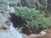 Botanikos sodai Ssrs - nuotraukos Nr. 3