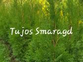 Tujos Smaragd, Columna, buksmedžiai - nuotraukos Nr. 5