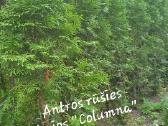Tujos Smaragd, Columna, buksmedžiai - nuotraukos Nr. 6