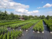 Tujos ir kiti spygliuočiai labai geromis kainomis - nuotraukos Nr. 17
