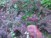 Raugeriškis tunbergo Atropurpurea - nuotraukos Nr. 2