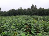 Lazdynų sodinukai - nuotraukos Nr. 2