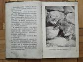 V. Janavičienė "Draugai iš girios" 1937 metai - nuotraukos Nr. 6