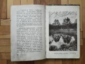 V. Janavičienė "Draugai iš girios" 1937 metai - nuotraukos Nr. 9