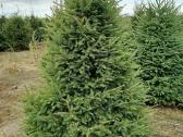 Paprasta eglutė PICEA ABIES  - nuotraukos Nr. 9