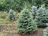 Sidabrinė eglutė PICEA pungens  - nuotraukos Nr. 11