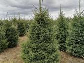 Paprasta eglutė PICEA ABIES  - nuotraukos Nr. 15