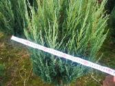 Uolinis kadagys Blue Arrow koloninis kadagys - nuotraukos Nr. 16