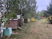 Grikių, miško, liepų medus, duonelė, koriai - nuotraukos Nr. 9