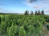 Parduodu Tujas, kalnų pušis, šluotelines hortenzij - nuotraukos Nr. 5