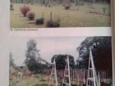 G.jurkevičienė Lianos 1997 m. - nuotraukos Nr. 4