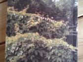 G.jurkevičienė Lianos 1997 m. - nuotraukos Nr. 7