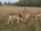 Parduodu Danielius. Patinai, pateles, jaunikliai - nuotraukos Nr. 21