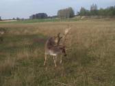 Parduodu Danielius. Patinai, pateles, jaunikliai - nuotraukos Nr. 22