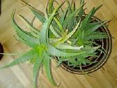 Alijošiai (lot. Aloe arborescens, Aloe maculata) - nuotraukos Nr. 5