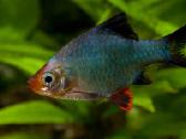 Akvariuminės žuvys - nuotraukos Nr. 2