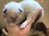 (Ragdoll /Skudurinukės) - nuotraukos Nr. 13