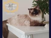 (Ragdoll /Skudurinukės) - nuotraukos Nr. 12