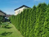 Olandiškos trąšos braškėms Mivena - nuotraukos Nr. 14