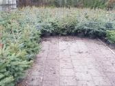 Eglutės kalėdinės - nuotraukos Nr. 6