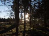 Perku mišką - nuotraukos Nr. 2