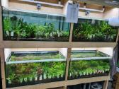 Gauta nauja augalų siunta iš Tropica (Danija) - nuotraukos Nr. 2