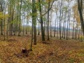 Nemokamai Apleistų sklypų tvarkymas