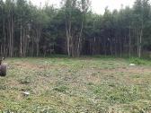 Nemokamai Apleistų sklypų tvarkymas - nuotraukos Nr. 5
