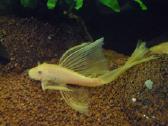 Ancitrusai albino ilgapelekiai. - nuotraukos Nr. 2