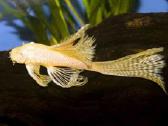 Ancitrusai albino ilgapelekiai. - nuotraukos Nr. 4