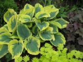Parduodu melsves (hosta) ir pavėsio augalus - nuotraukos Nr. 13