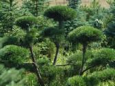 Pušys, tujos, maumedžiai, skroblai sodo bonsai - nuotraukos Nr. 2