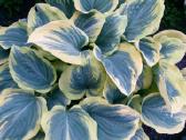 Parduodu melsves (hosta) ir pavėsio augalus - nuotraukos Nr. 18