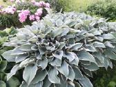Parduodu melsves (hosta) ir pavėsio augalus - nuotraukos Nr. 21