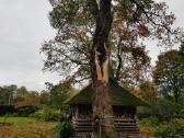 Medžių pjovimas, genėjimas - nuotraukos Nr. 15