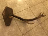 Elnio ragas su ąžuoliniu tvirtinimu. (~80 cm) - nuotraukos Nr. 4