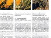Augalų spalvotas Atlasas (Slovakija, rusu k.) - nuotraukos Nr. 4