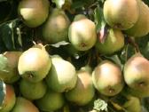 Obelų, kriaušių, slyvų ir kt sodinukai urmu -6 eur - nuotraukos Nr. 8