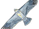 Paukščių Baidyklė, Aitvaras "Vanagas" 155 Cm