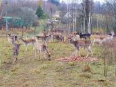 Danieliai.parduodame Danielius, gyvus arba mėsai. - nuotraukos Nr. 2